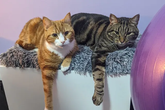 Cyril ❤️ Alex: A Valentine’s Day Love Story