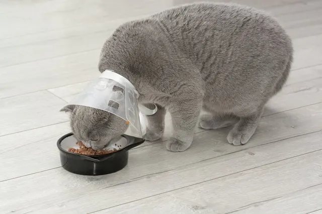 How to Feed a Cat with a Cone: 5 Vet-Verified Tips