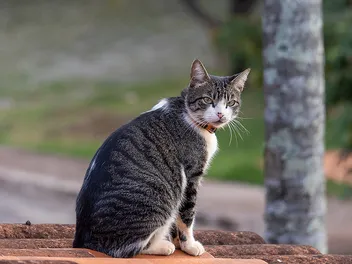 What Is High-Rise Syndrome? Cat Balcony Safety Explained