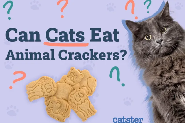 Can Cats Eat Animal Crackers? Vet Reviewed Facts
