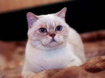Do Cats Like Eye Contact? Vet-Reviewed Reasons & Behavior Explained