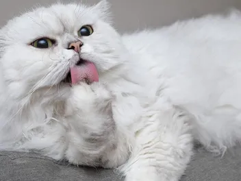 Why Is My Cat “Fur Mowing”? Vet-Reviewed Causes & Treatments Explained