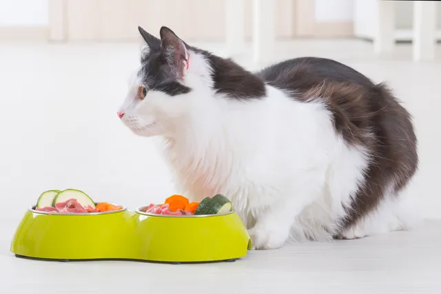Why Has My Cat Suddenly Stopped Eating: 13 Vet-Reviewed Reasons
