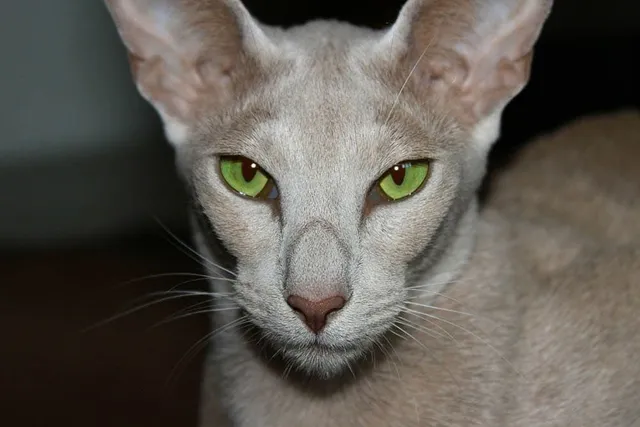 Are Oriental Shorthair Cats Hypoallergenic? Vet-Verified Breed Facts & FAQ