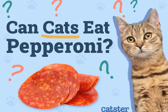 Can Cats Eat Pepperoni? Vet-Reviewed Nutritional Facts & Safety Info