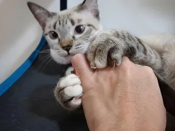 Laser Declawing Your Cat - Vet-Reviewed Facts & Considerations