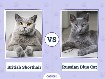 British Shorthair vs Russian Blue: Breed Comparison (With Pictures)