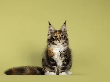 How to Discipline a Maine Coon Cat (13 Tips & Tricks)
