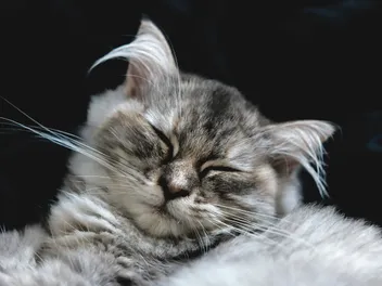 7 Adorable Short Eared Cat Breeds (With Info & Pictures)