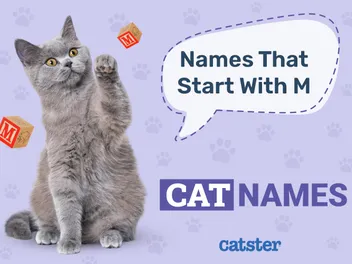 250 Cat Names That Start With M for Beautiful & Intrepid Felines