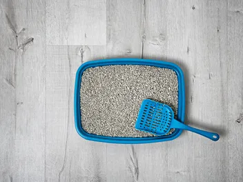 How Often to Clean a Litter Box: 3 Vet-Verified Signs to Watch For