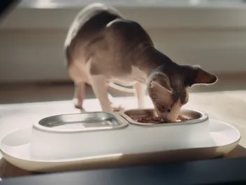 10 Best Cat Bowls in 2026 - Reviews and Top Picks (Vet-Verified)