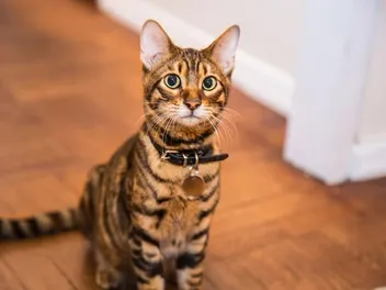 How to Collar Train a Cat: 8 Vet-Approved Steps
