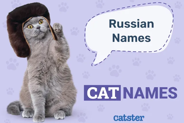 Russian Cat Names: 300+ Great Names for Your Proud Cat