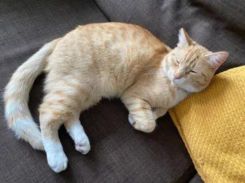 7 Safe Exercises for Cats With Arthritis: Vet-Approved Advice