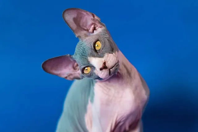 Cat Brain Development: From Kitten to Adult (An Overview)