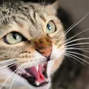 The Silent Health Problem Vets Say Most Cat Owners Never See Coming