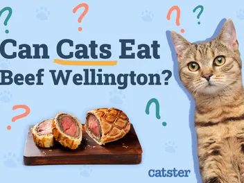 Can Cats Eat Beef Wellington? Vet-Reviewed Risks & Alternatives