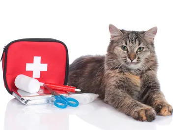 25 Vet-Reviewed Essential Items for Your Cat’s First-Aid Kit
