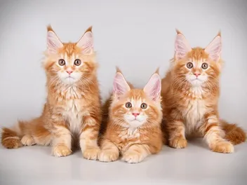 Maine Coon Kittens for Sale in Colorado: Breeders List 2026