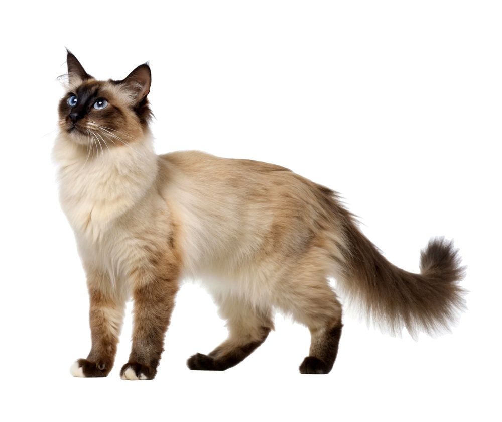 Colorpoint Balinese cat with blue eyes and a plumed tail standing against a white background