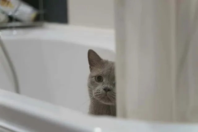 Why Do Cats Like Bathrooms? 10 Vet-Reviewed Reasons