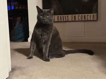 Is Disciplining a Cat Useful or Effective? Olga Says No!