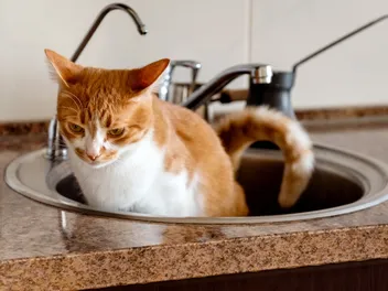 Cats Peeing in Sink or Bath Tub? 7 Ways to Stop it!