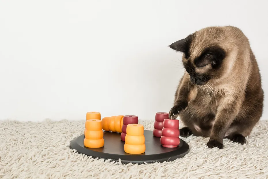 Clever siamese cat solving pet puzzle to get to the treats