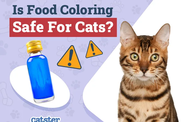 Is Food Coloring Safe for Cats? Vet Approved Facts & FAQ