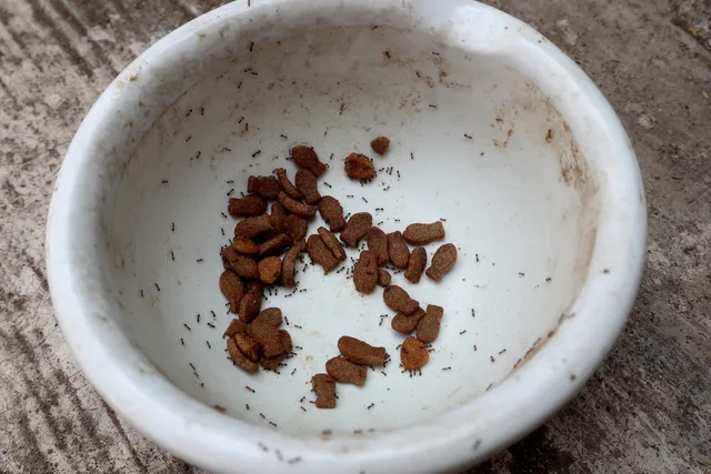 How to Keep Ants Out of Cat Food (Quick & Simple Vet-Approved Tips)