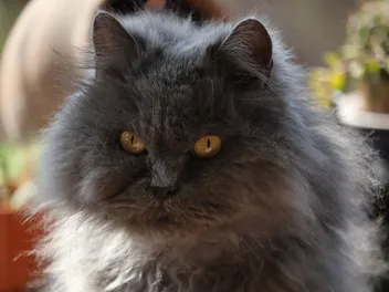 Blue Persian Cat Breed: Info, Pictures, Care & Facts
