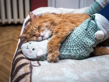 Why Does My Cat Sleep Between My Legs? 5 Reasons for This Behavior