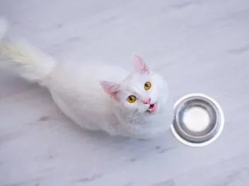 6 Vet-Verified Ways My Cats Tell Me It’s Mealtime