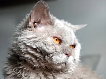 4 Curly-Haired Cat Breeds (With Info & Pictures)