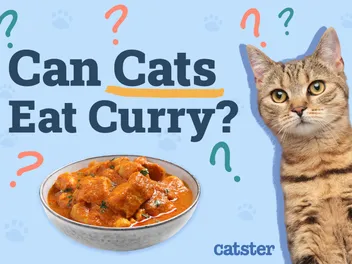 Can Cats Eat Curry? Vet-Reviewed Facts & FAQ