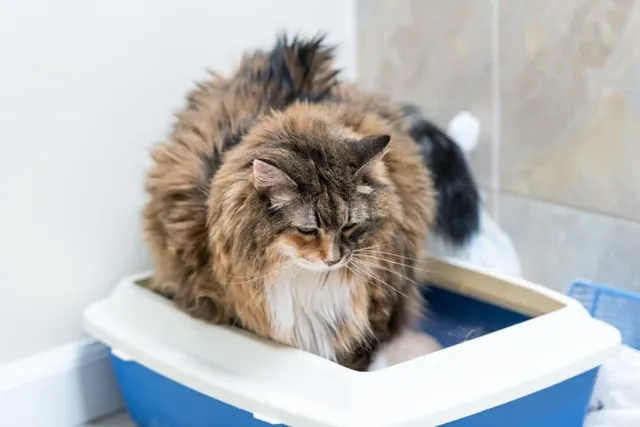 Do Cats Pee Blood When Stressed? Vet-Reviewed Causes For Blood In Urine