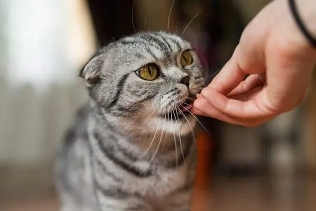 National Feed a Pet Rescue Week: When & How to Celebrate It