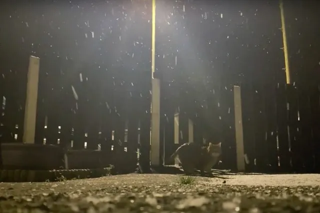 Cats and Snow: A Study in Feline Enrichment