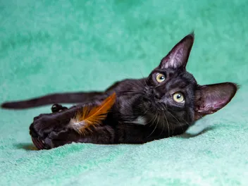 Black Savannah Cat: Info, Pictures, Facts & History