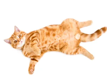 Do Male Cats Have Nipples? Vet-Reviewed Feline Anatomy Facts