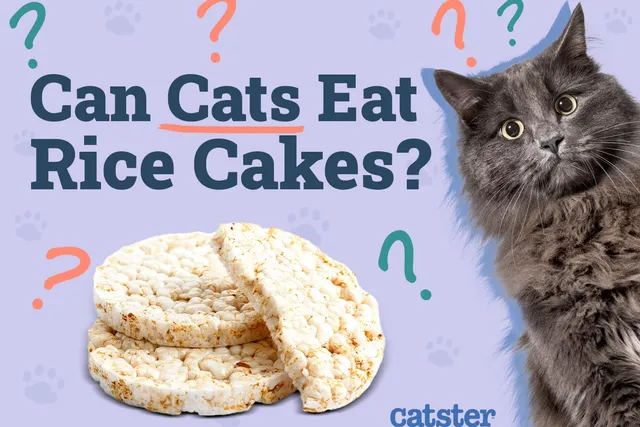 Can Cats Eat Rice Cakes? Vet-Approved Nutrition Facts & Safety Guide