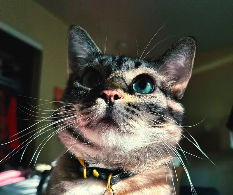 A sweet cat named Sweet Pea