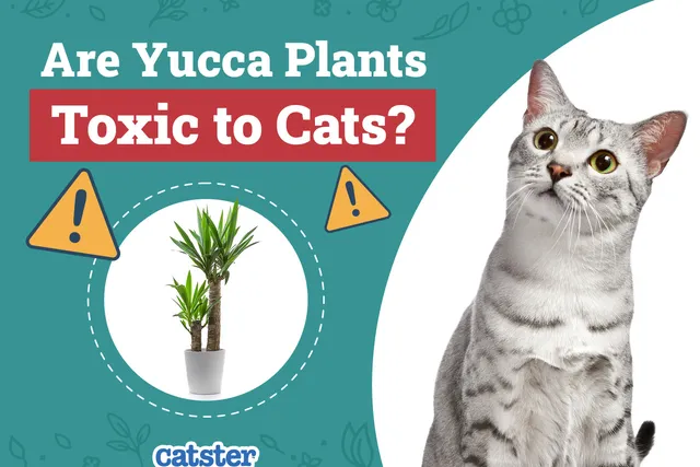 Are Yucca Plants Toxic to Cats? Vet-Verified Ingestion Signs & Treatment