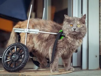 Can Cats Recover From Hind Leg Paralysis? (Vet Answer)