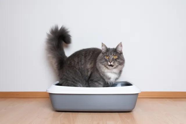 Rectal Polyps in Cats: Our Vet Explains the Causes, Signs & Treatments