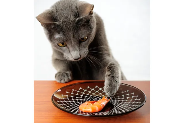 Should You Let Your Cats Eat At The Dinner Table? 12 Vet Reviewed Pros & Cons