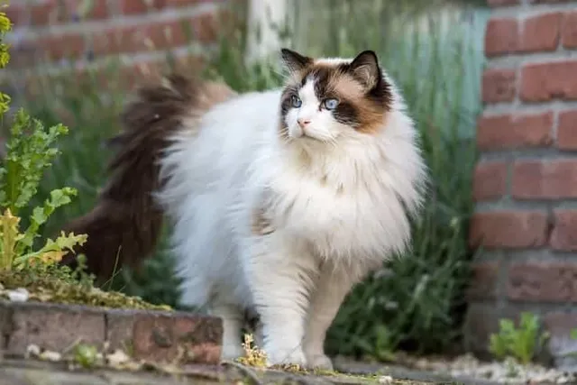 Do Ragdoll Cats All Have a Primordial Pouch? Feline Anatomy Explained