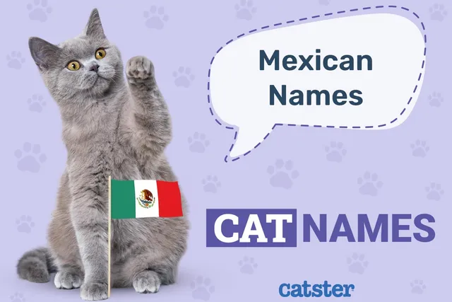 200+ Mexican Cat Names: Fun Ideas for Your Spicy Feline