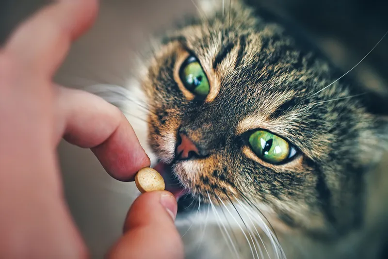 Beautiful Face Cat Girl with Green Eyes takes a Pill
